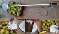 Dụng cụ hái trái cây 3A1,5m